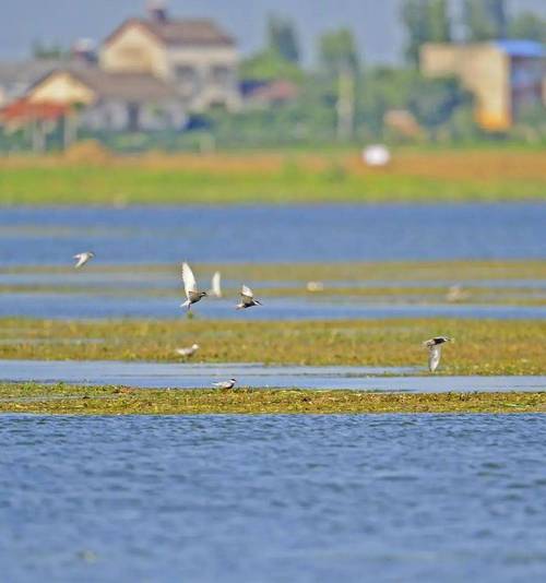 湖泊拍照生态景观周边环境怎么拍