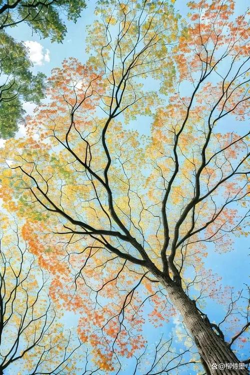 森林拍照树影效果构图元素