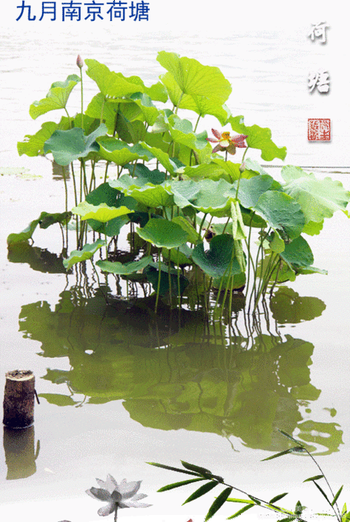 捕捉细节与动态元素