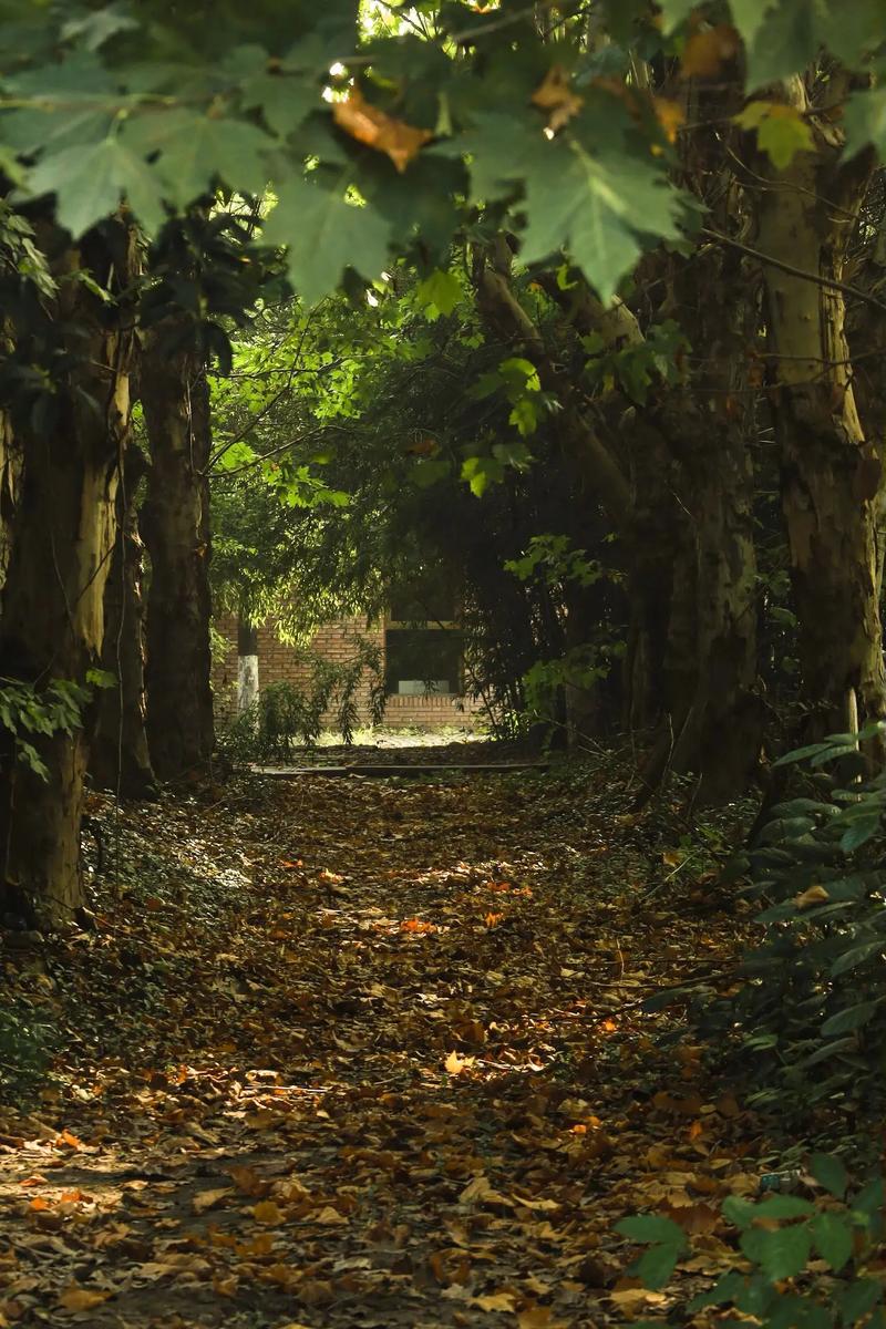 森林拍照的光线变化，光影层次