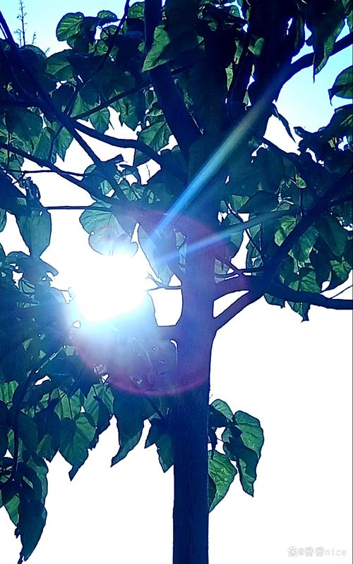 森林拍照的光线变化，光影层次