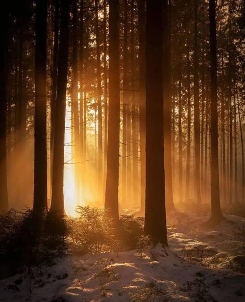 森林拍照的光线变化，光影层次