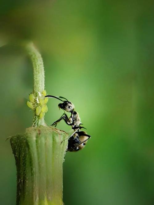 手机慢动作视频怎么拍？要调哪些参数