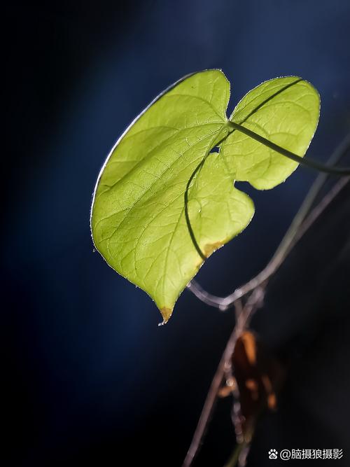 注意光线条件确保照片质量