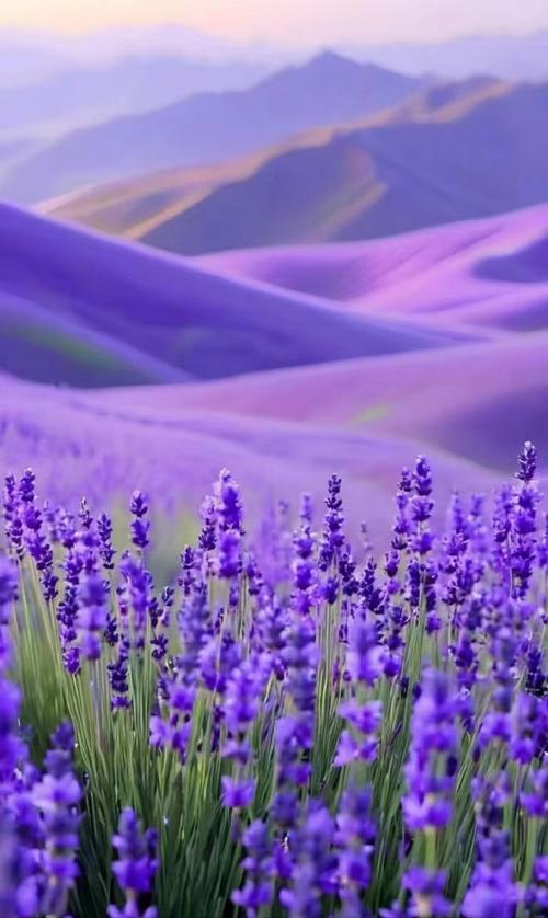 紫色拍照特效怎么弄？有没有免费的软件