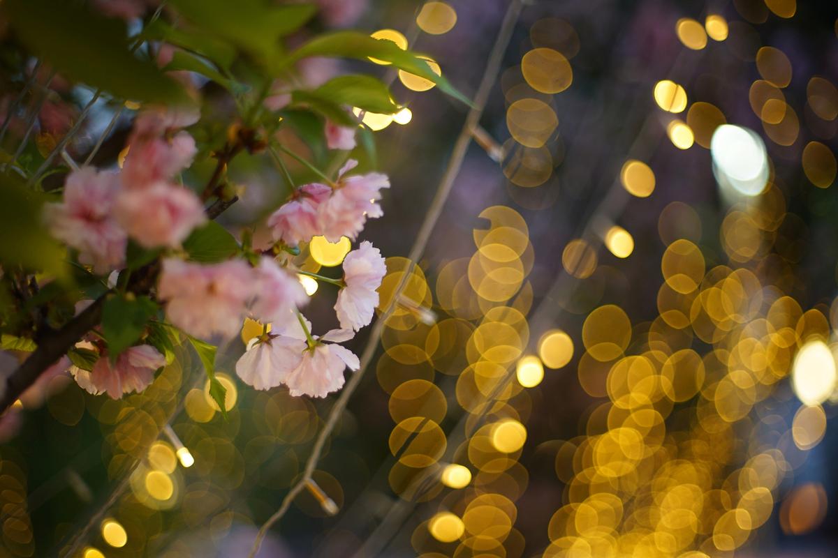 15个花卉拍摄必学技巧，哪些角度拍出来更好看