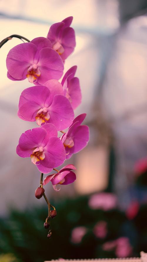 拍摄花卉的局部特写